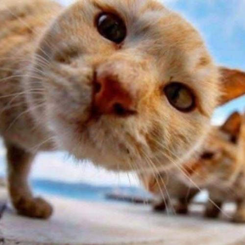 สมาชิกหมายเลข 8824655