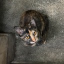 สมาชิกหมายเลข 3703080