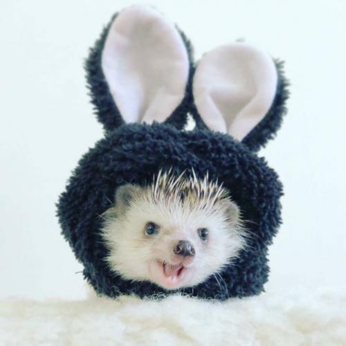 สมาชิกหมายเลข 4309442