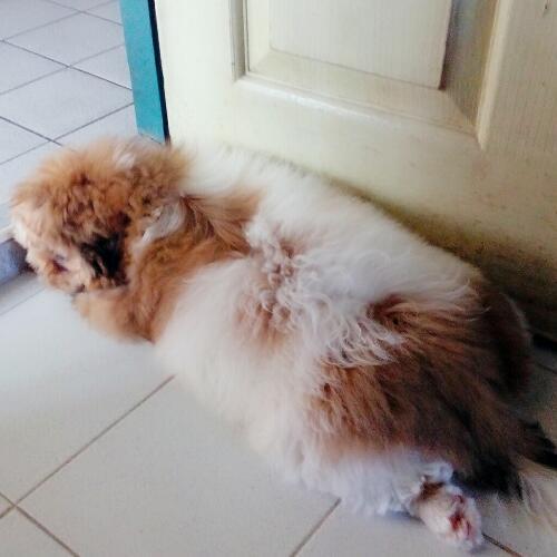 สมาชิกหมายเลข 4917857