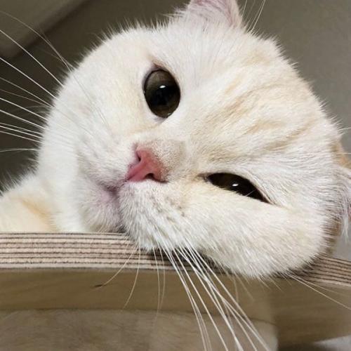 สมาชิกหมายเลข 4358440