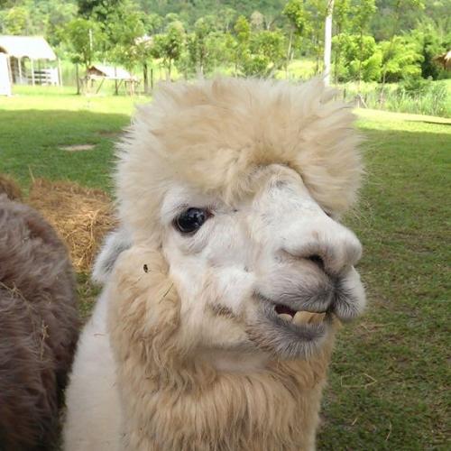 สมาชิกหมายเลข 2473570