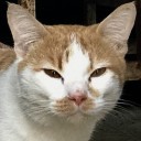 สมาชิกหมายเลข 3970041