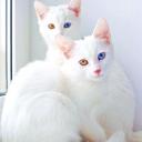 สมาชิกหมายเลข 4165541