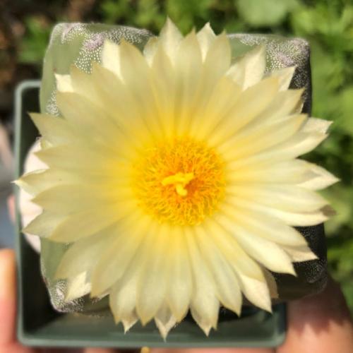 สมาชิกหมายเลข 1792366