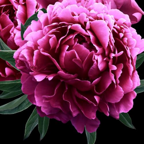 สมาชิกหมายเลข 2175459