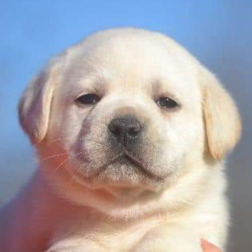 สมาชิกหมายเลข 5129404