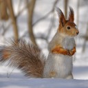 สมาชิกหมายเลข 2963087