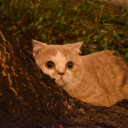 สมาชิกหมายเลข 3917175