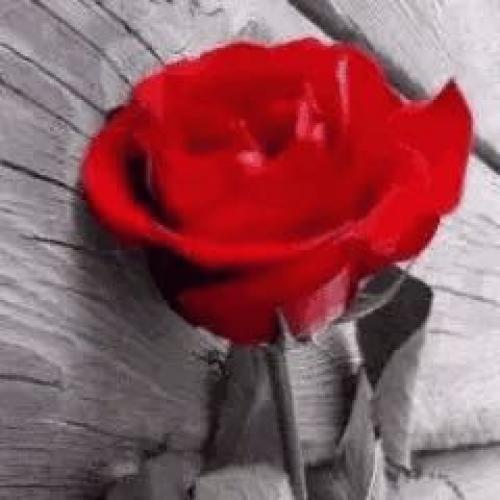 สมาชิกหมายเลข 2933067