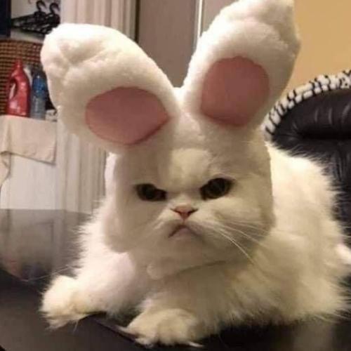 สมาชิกหมายเลข 5946381