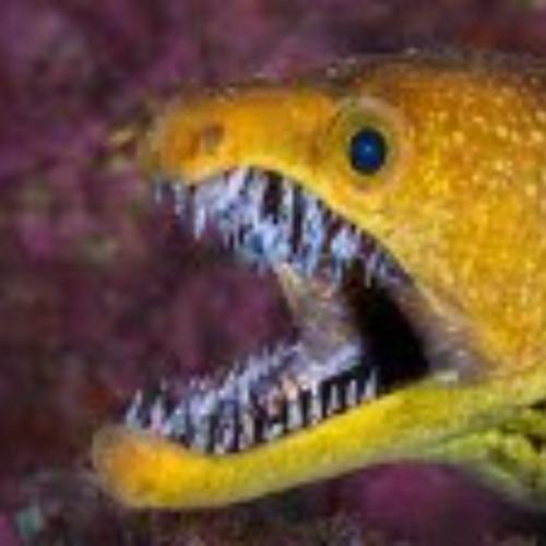 สมาชิกหมายเลข 6765262