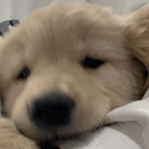 สมาชิกหมายเลข 6232049