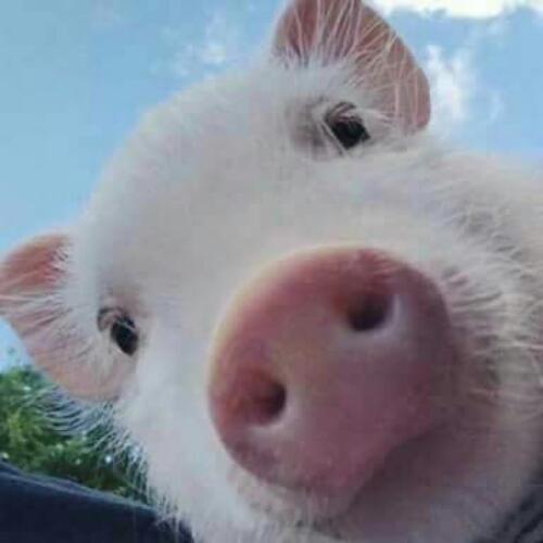 สมาชิกหมายเลข 4577629