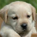 สมาชิกหมายเลข 999770