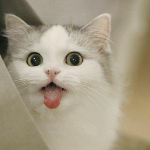 สมาชิกหมายเลข 4987713