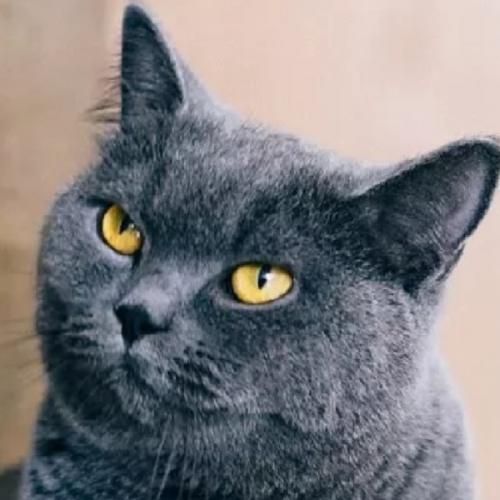 สมาชิกหมายเลข 5782575