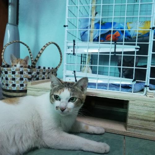 สมาชิกหมายเลข 6382128