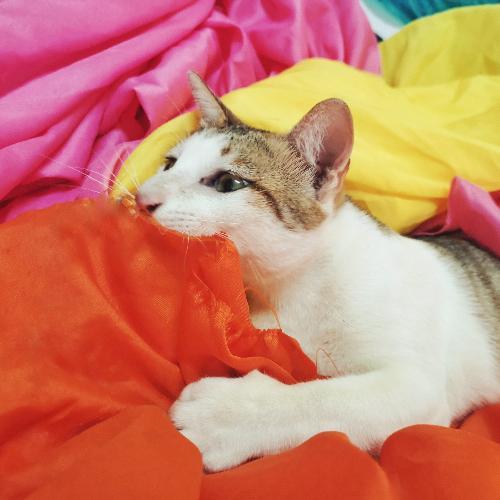 ออโรร่าผู้สง่างาม