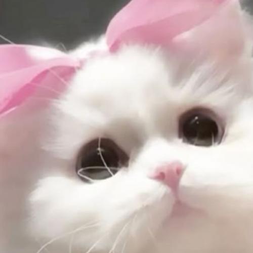 สมาชิกหมายเลข 8833728