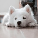 เจ้าพ่อซวยสุนทรีย์