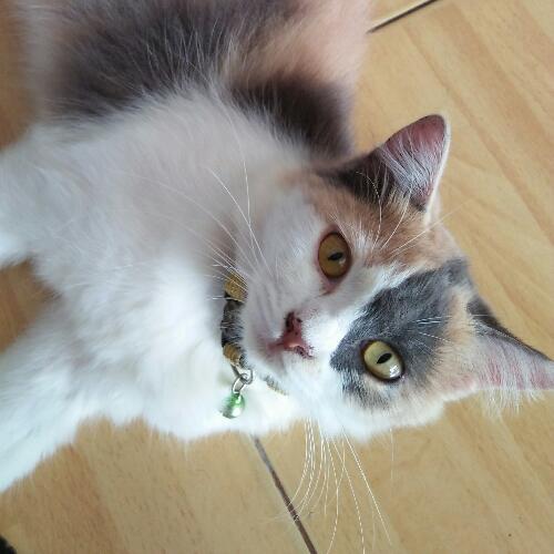 สมาชิกหมายเลข 4412822