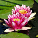 บัวบุษบาบรรณ