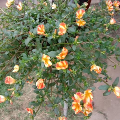 สมาชิกหมายเลข 7070907