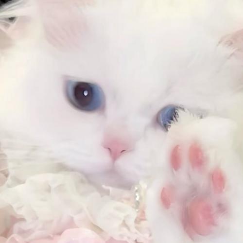 สมาชิกหมายเลข 4052705