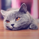 สมาชิกหมายเลข 4168963