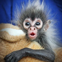 หม๋งเหม๋ง