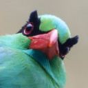 Green magpie