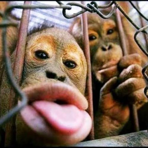 สมาชิกหมายเลข 5113183