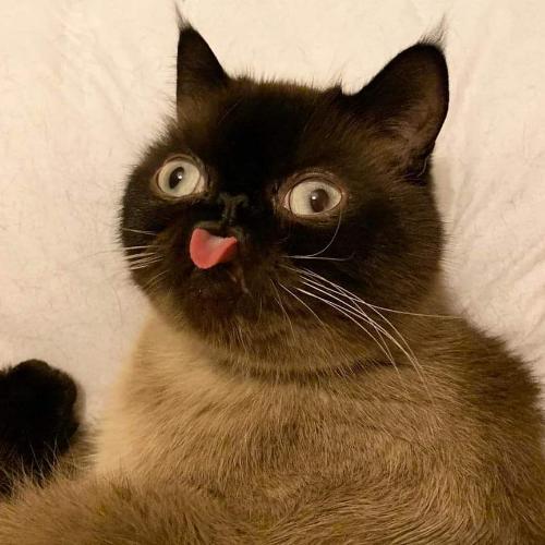 สมาชิกหมายเลข 3588940