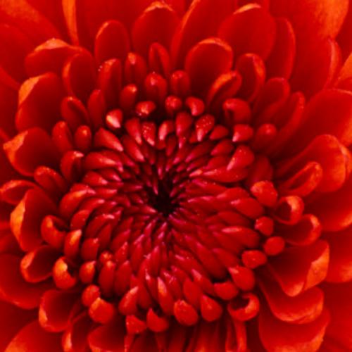 สมาชิกหมายเลข 4365114