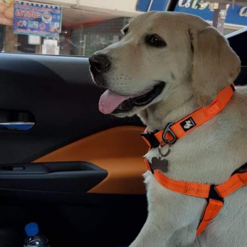 สมาชิกหมายเลข 3376154