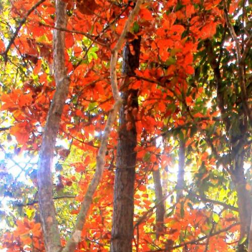 สมาชิกหมายเลข 870550