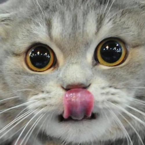 สมาชิกหมายเลข 2479558