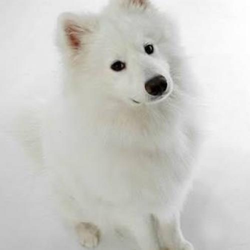 ซามอยด์