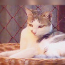JourneywithMycats