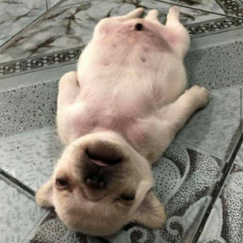 สมาชิกหมายเลข 4761559