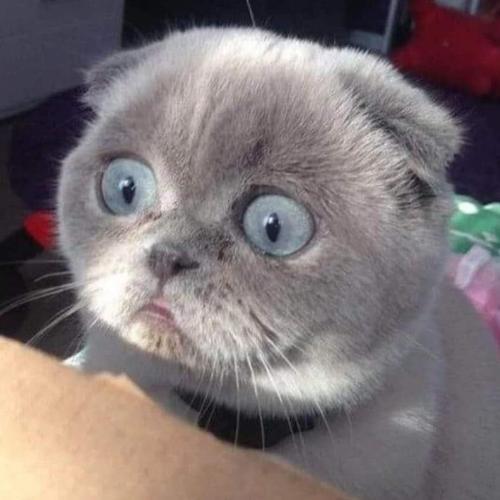 หมี่หุ้น