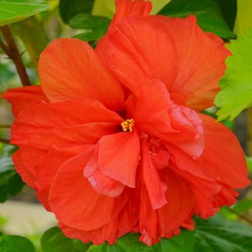 ผีเสื้อลาย