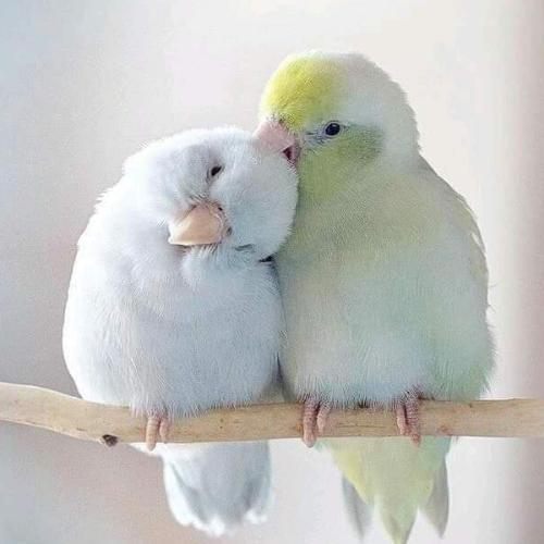 สมาชิกหมายเลข 4258756