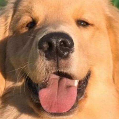 สมาชิกหมายเลข 6868017