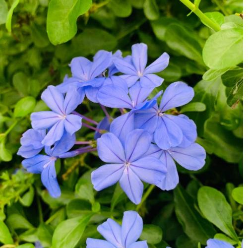 สมาชิกหมายเลข 4709580