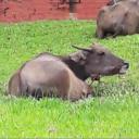 สมาชิกหมายเลข 4169621