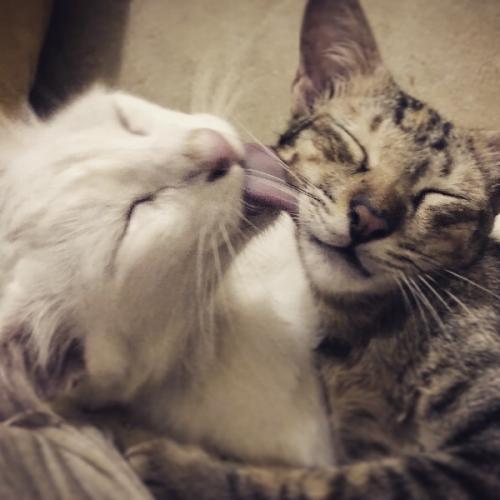 ซาวาโกะซัง