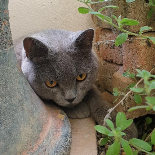 สมาชิกหมายเลข 4570434