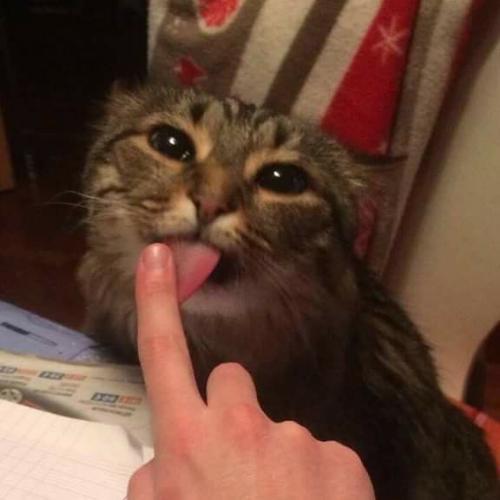 สมาชิกหมายเลข 3773801